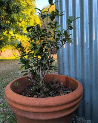 Pianta Camelia in vaso di terracotta grande
