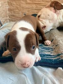 Pitbull amstaff