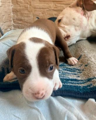 Pitbull amstaff