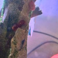 Gamberetti Caridine blu