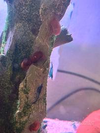 Gamberetti Caridine blu