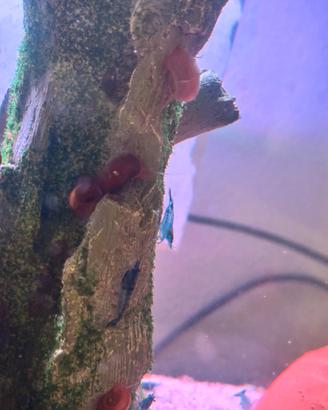 Gamberetti Caridine blu