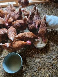 Galline ovaiole