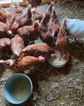 Galline ovaiole