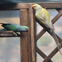 Parrochetto dall collare