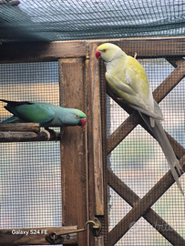 Parrochetto dall collare