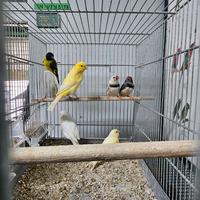 Lucherino testa nera canarini diamatini