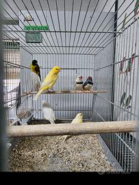 Lucherino testa nera canarini diamatini