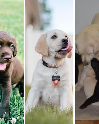 Cucciolo Labrador Retriever Pedigree. Cuccioli