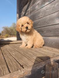 Maltipoo