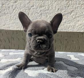 Bulldog francese blu merle
