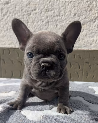 Bulldog francese blu merle