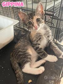Gippina e Puntino gattini di tre mesi