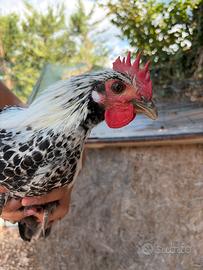 Gallo livornese