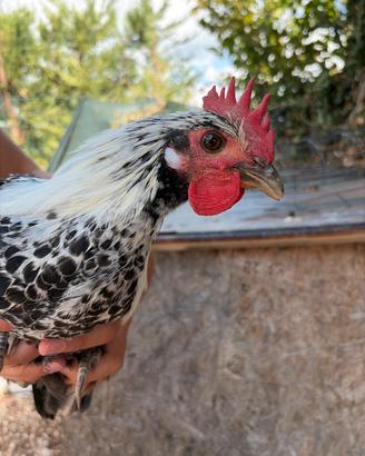 Gallo livornese