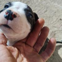 Cuccioli di pitbull