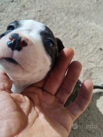 Cuccioli di pitbull