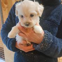Cuccioli di maltipoo mamma maltese papà barboncino