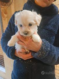 Cuccioli di maltipoo mamma maltese papà barboncino