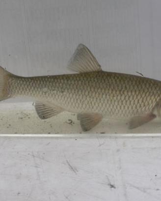 Cavedano scardola carassio innesco