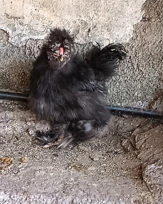 Moroseta Maschio