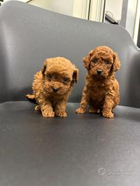 Barboncini mini mini toy