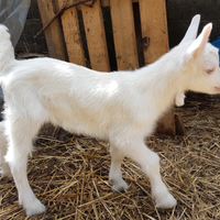 Capretti saanen alta genealogia