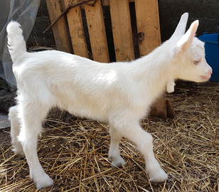 Capretti saanen alta genealogia