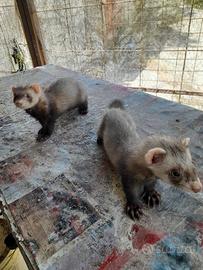 Furetti e cuccioli di bracco italiano