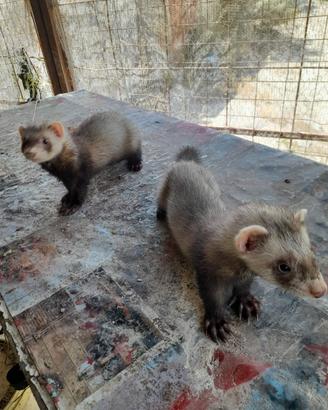 Furetti e cuccioli di bracco italiano