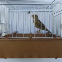 Canarini Timbrado Spagnolo