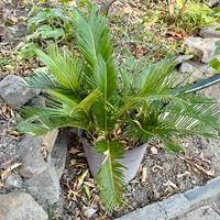 Cycas revoluta
