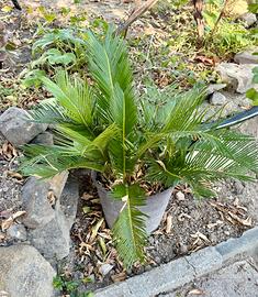 Cycas revoluta