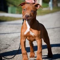 Cucciolo Pitbull UKC