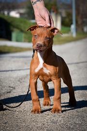 Cucciolo Pitbull UKC