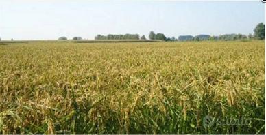 Azienda agricola a seminativo