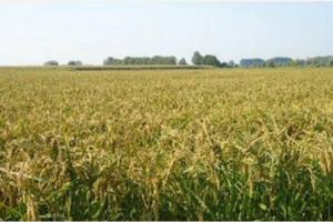 Azienda agricola a seminativo