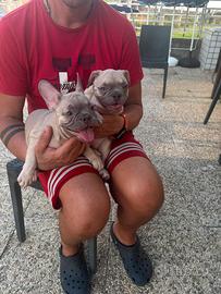 Bulldog francesi esotici Lilac prezzo interessante