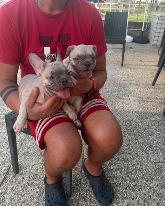 Bulldog francesi esotici Lilac prezzo interessante