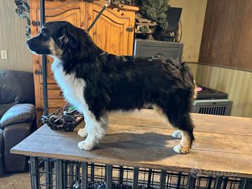 Maschio Australian shepherd pastore australiano