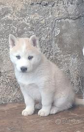 Husky Siberian
