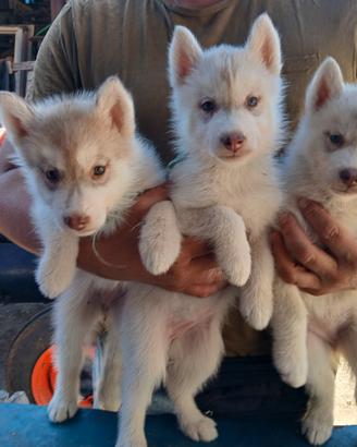 Siberian husky