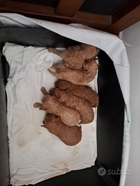 Cuccioli barboncino mini toy