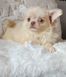 Chihuahua Pedigree ENCI cucciolo