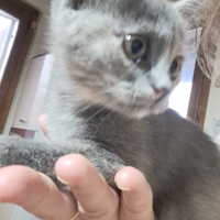 Gattina Munchkin a zampe corte, 3 mesi