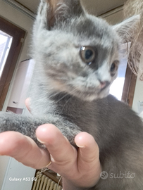 Gattina Munchkin a zampe corte, 3 mesi