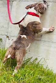 American bully