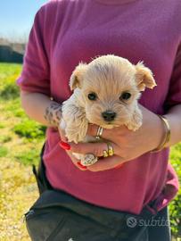 Maltipoo mini toy