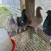 Colombi California da carne