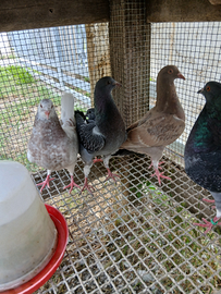 Colombi California da carne